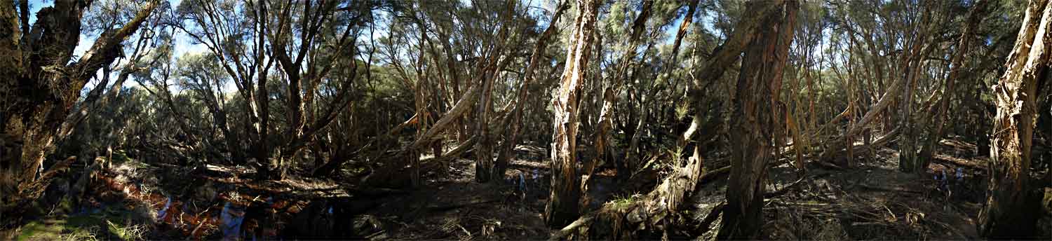 Backyard Birds Backyard Birds